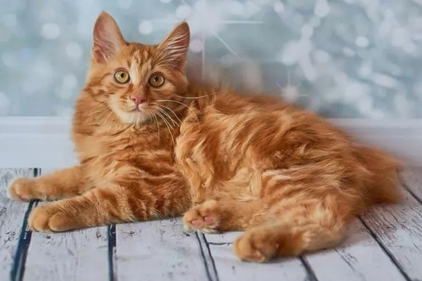 An orange long-haired American Bobtail cat with amber eyes lies on a light wooden surface