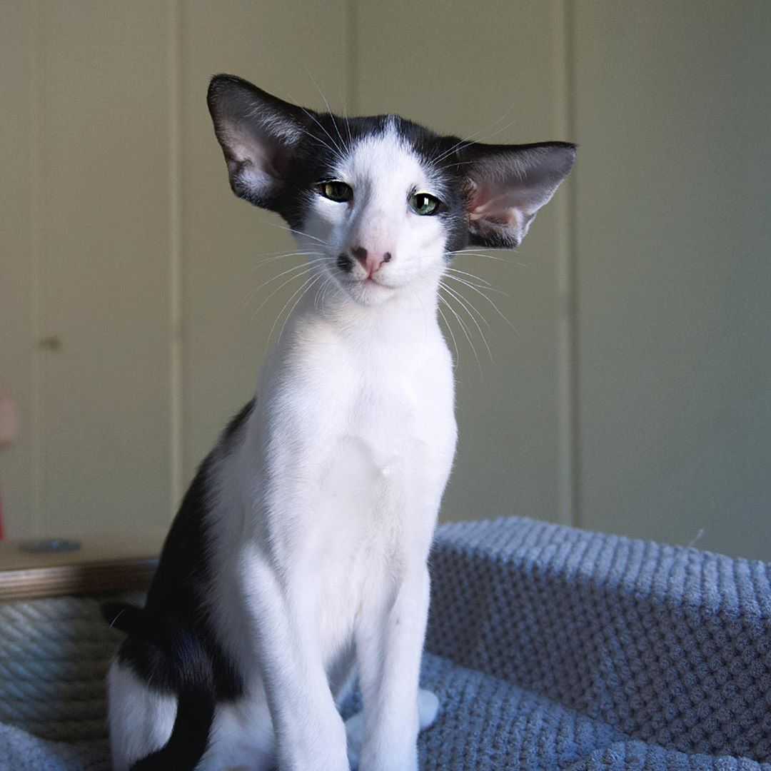 Oriental Shorthair Cats For Sale