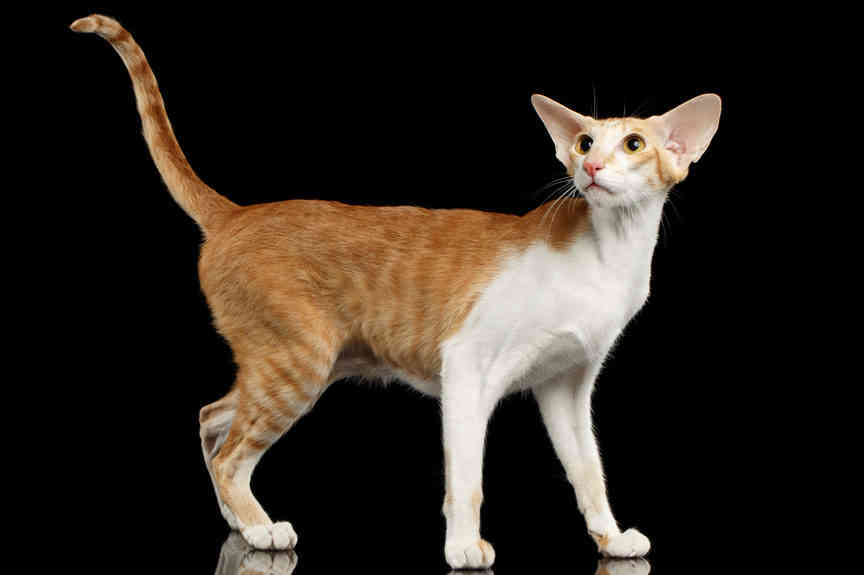 Oriental deals cat breeds