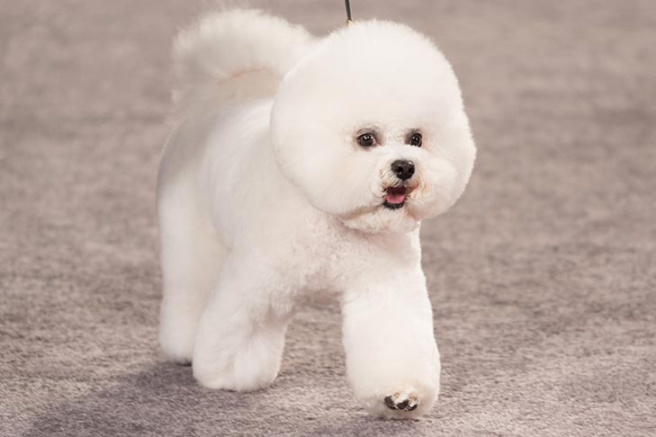 are bichon frise good pets