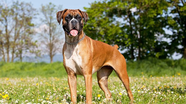 are boxers used in dog fighting