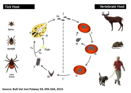 Canine Babesiosis Bioguardlabs