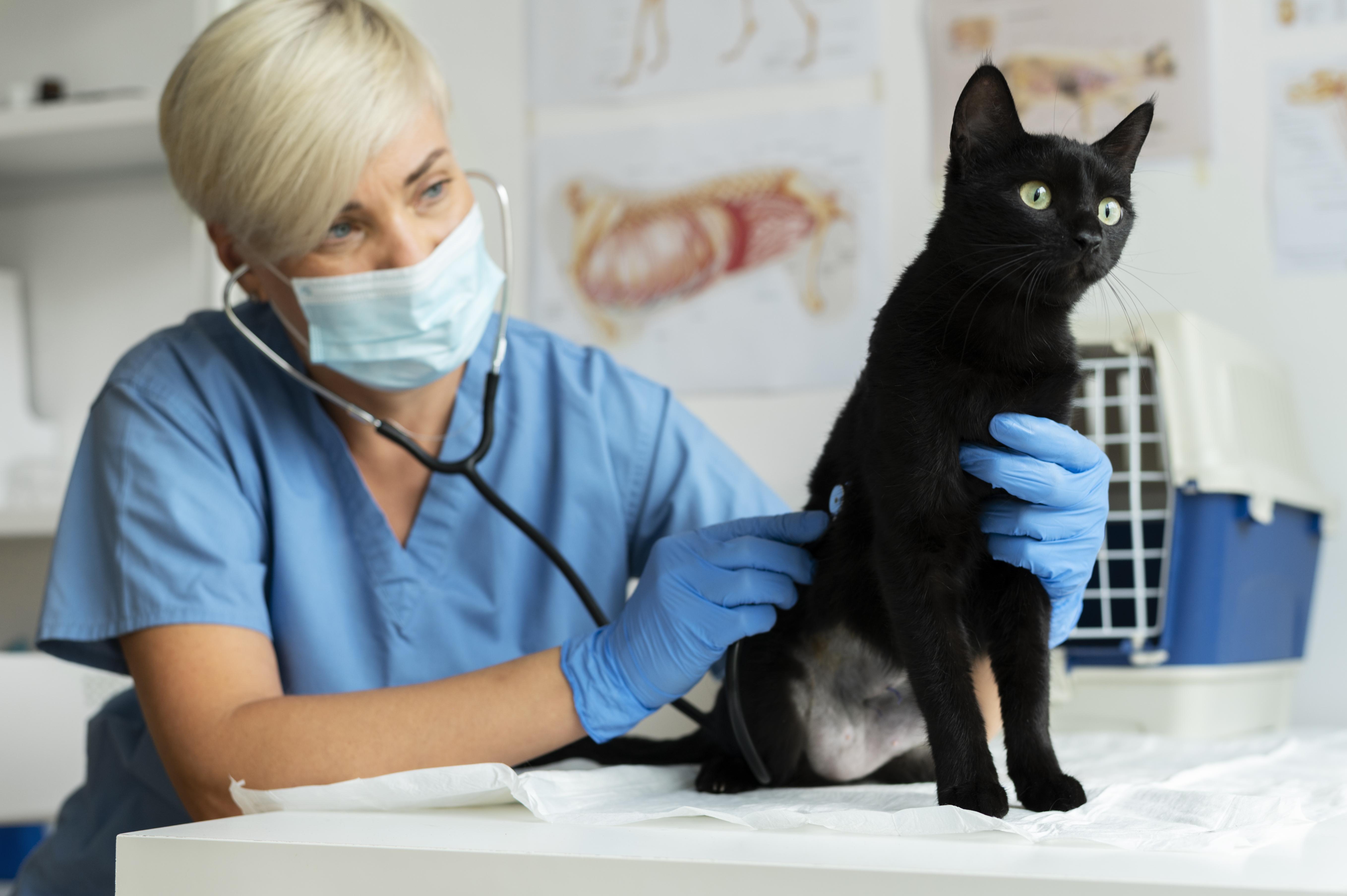 Unravelling the Challenge: In-Clinic Diagnosis of the Deadly Feline Infectious Peritonitis (FIP)