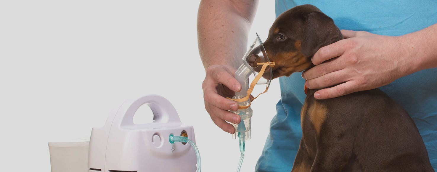 Veterinarian examining dog with bacterial respiratory infections