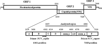 The genome map of the feline calicivirus (FCV), showing the sequence amplified by the primers set and the region of open reading frame 2 (ORF2) analyzed in this study.