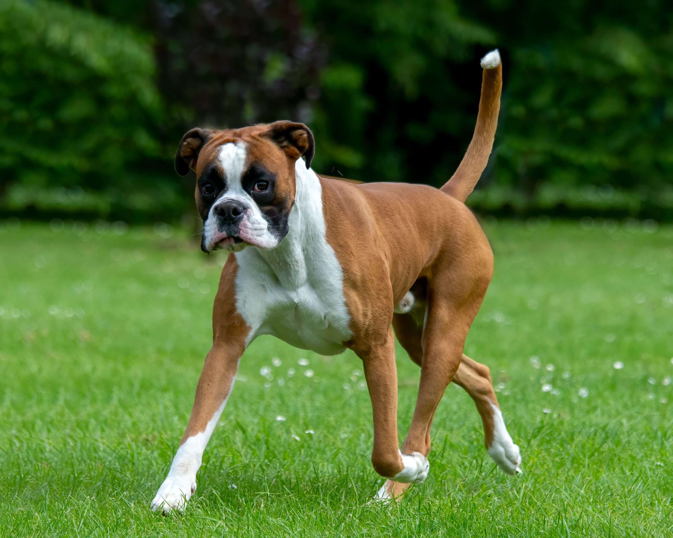 Healthy Boxer dog standing on grass, representing breed health, genetic screening, and modern veterinary diagnostics